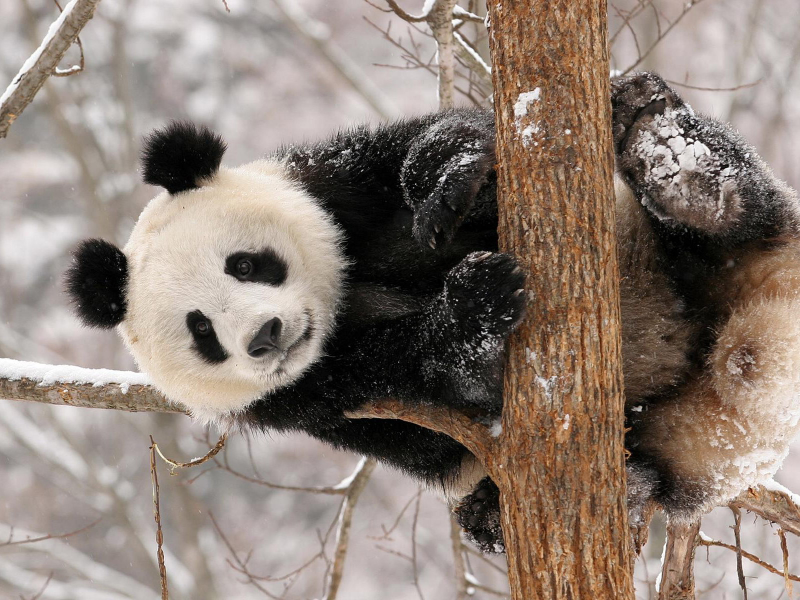 панда, на дереве, снег