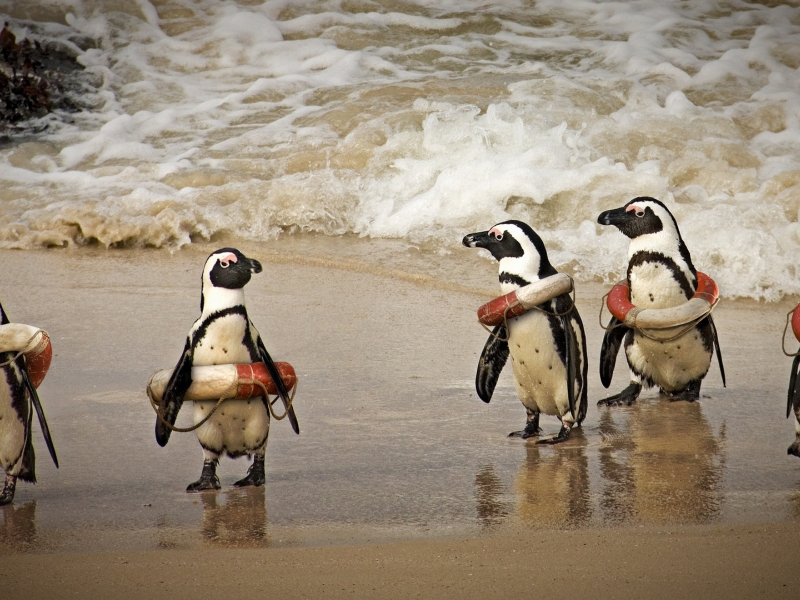 пингвины, океан, спасательные круги