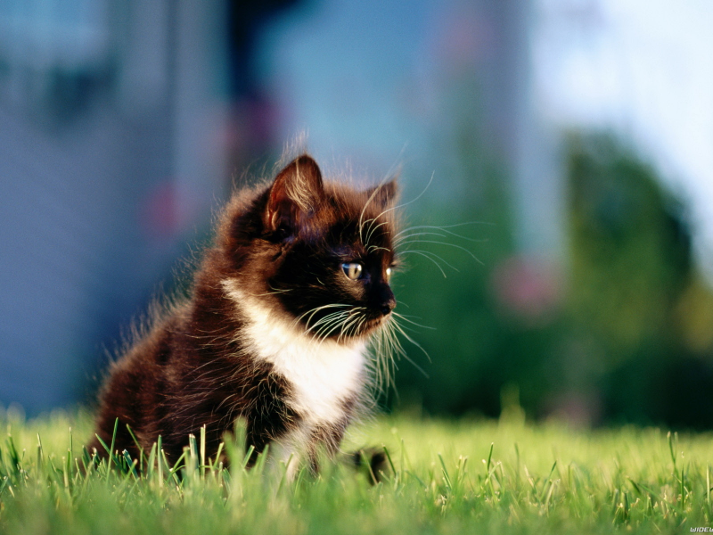 котёнок маленький, сидит на траве