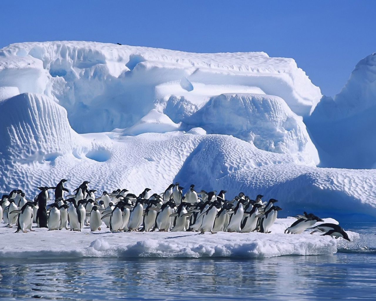 пингвины, океан, льдина