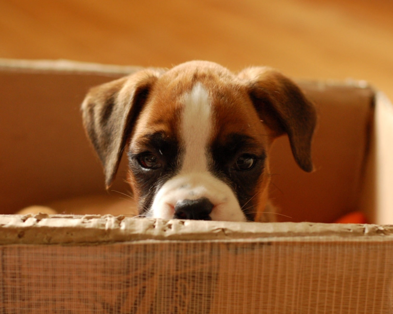 щенок, выглядывает из коробки