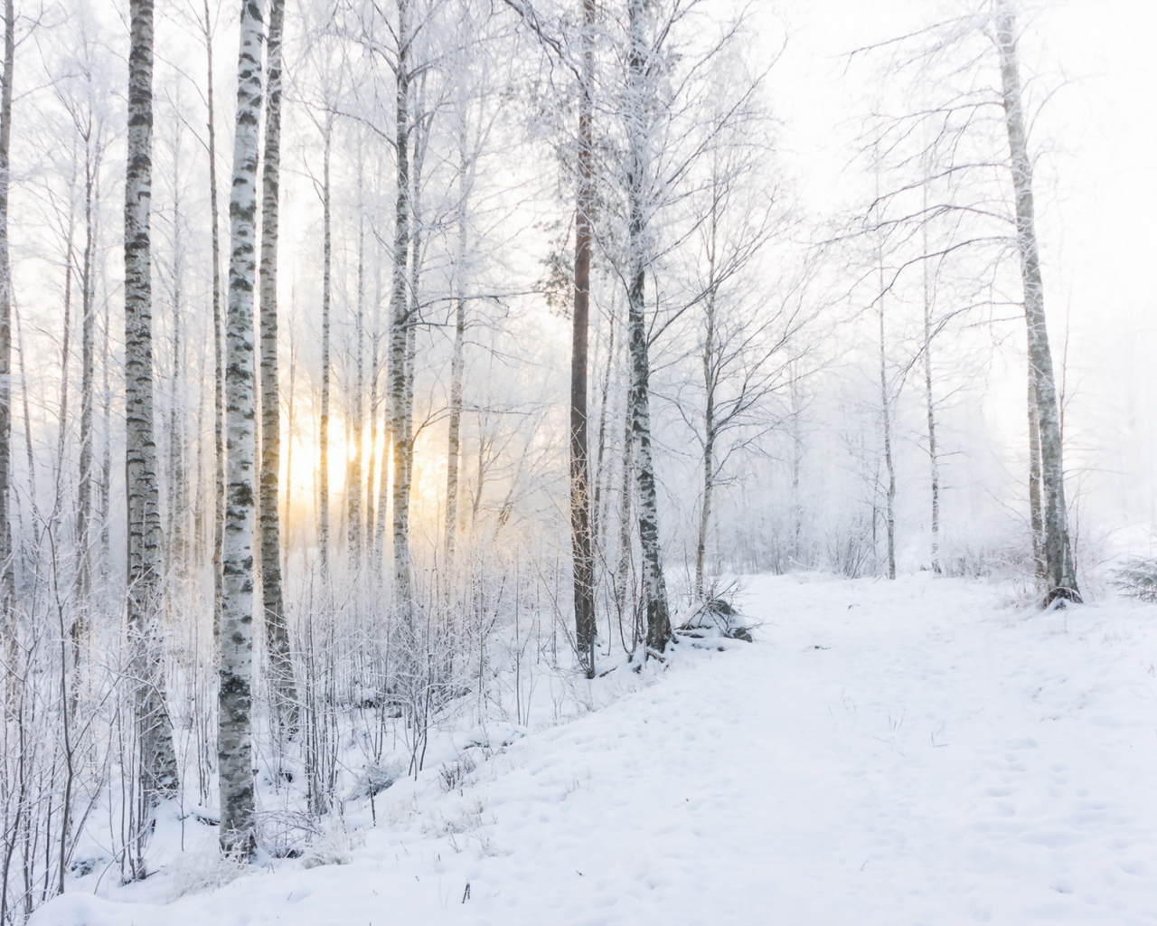 утро, зима, лес, снег