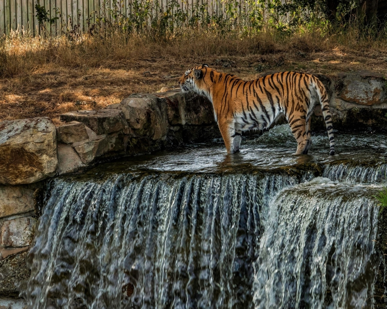 тигр, хищник, стоит в реке