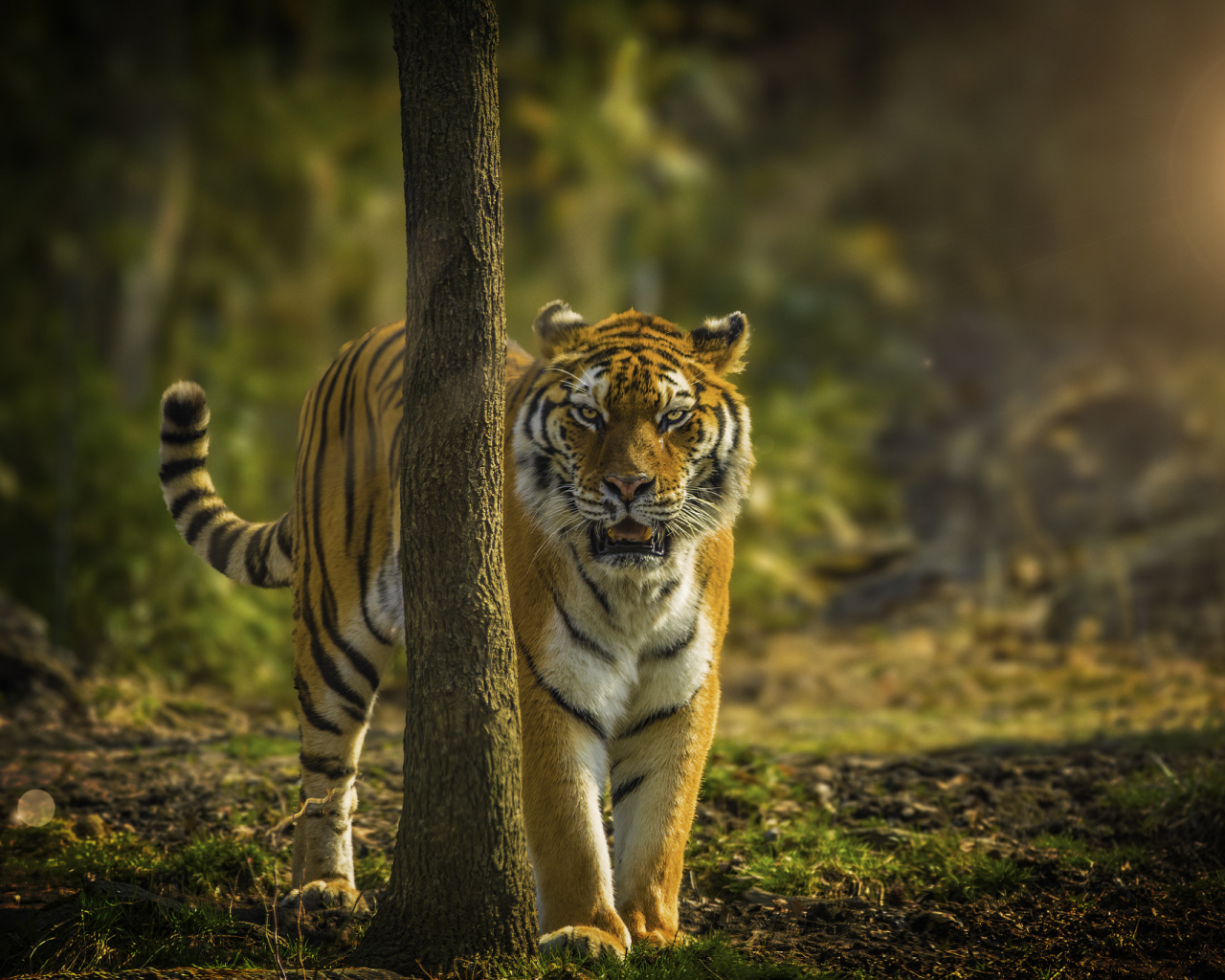 тигр, хищник, большая кошка, джунгли