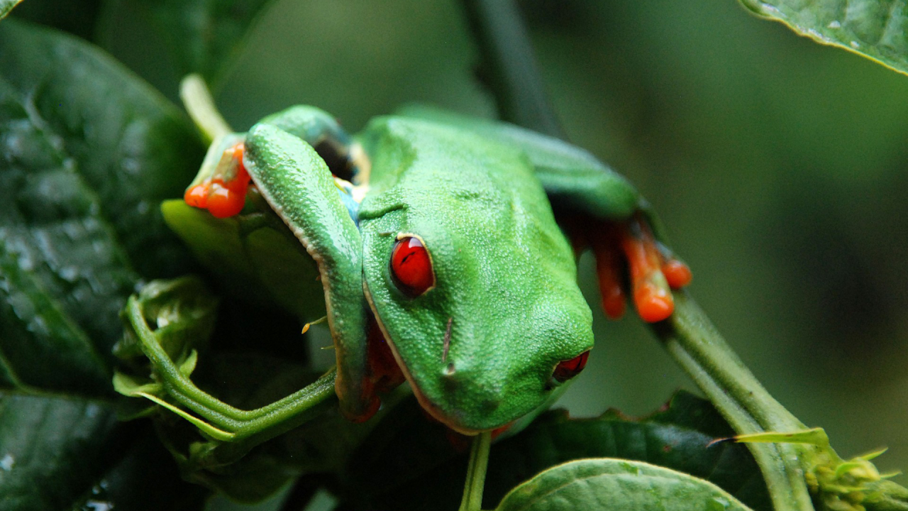 лягушка зелёная, красные глаза