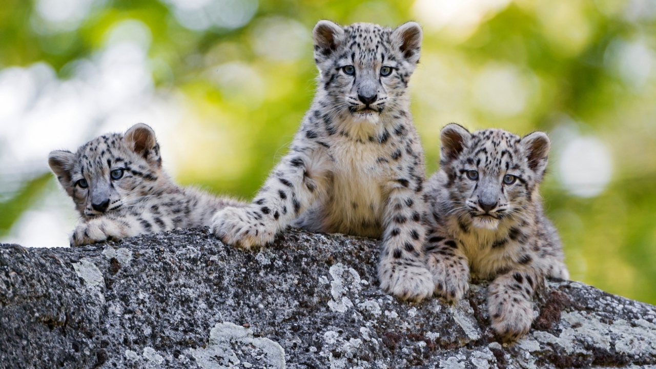 леопарды, детёныши
