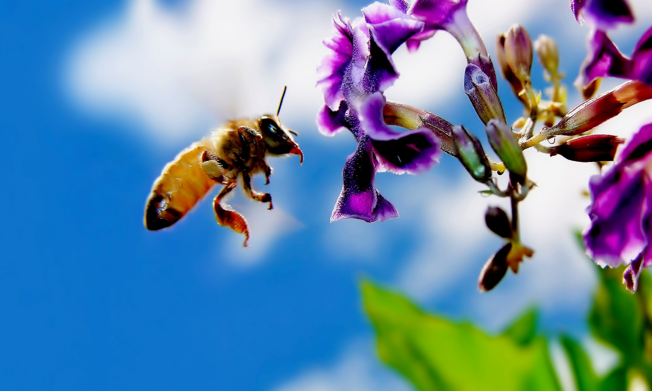пчела, насекомое