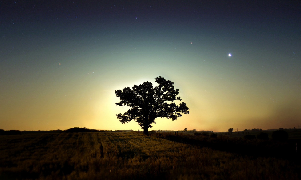 ночь, звёзды, поле, дерево