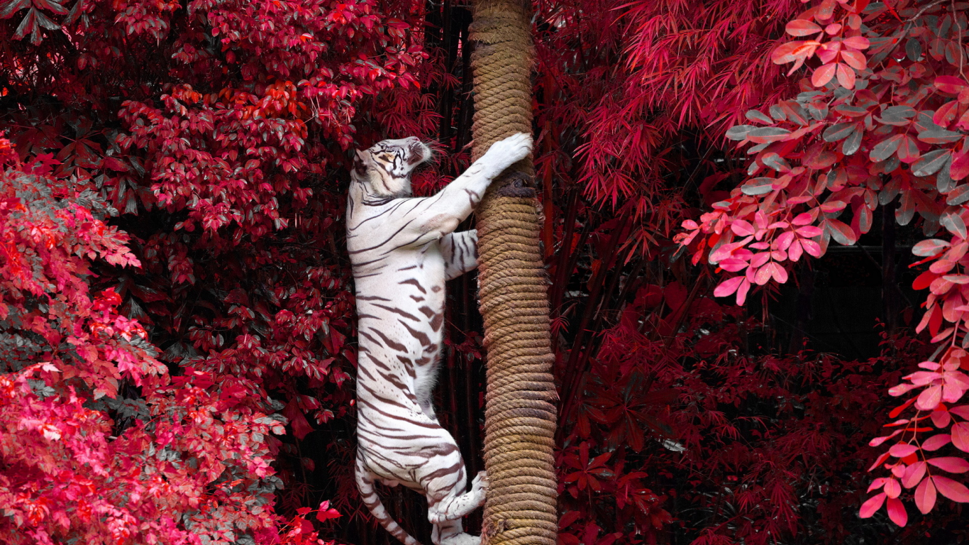 тигр, альбинос, лезет на дерево