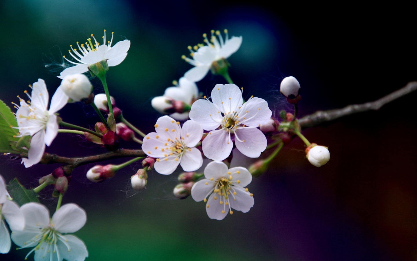 цветы вишни, весна