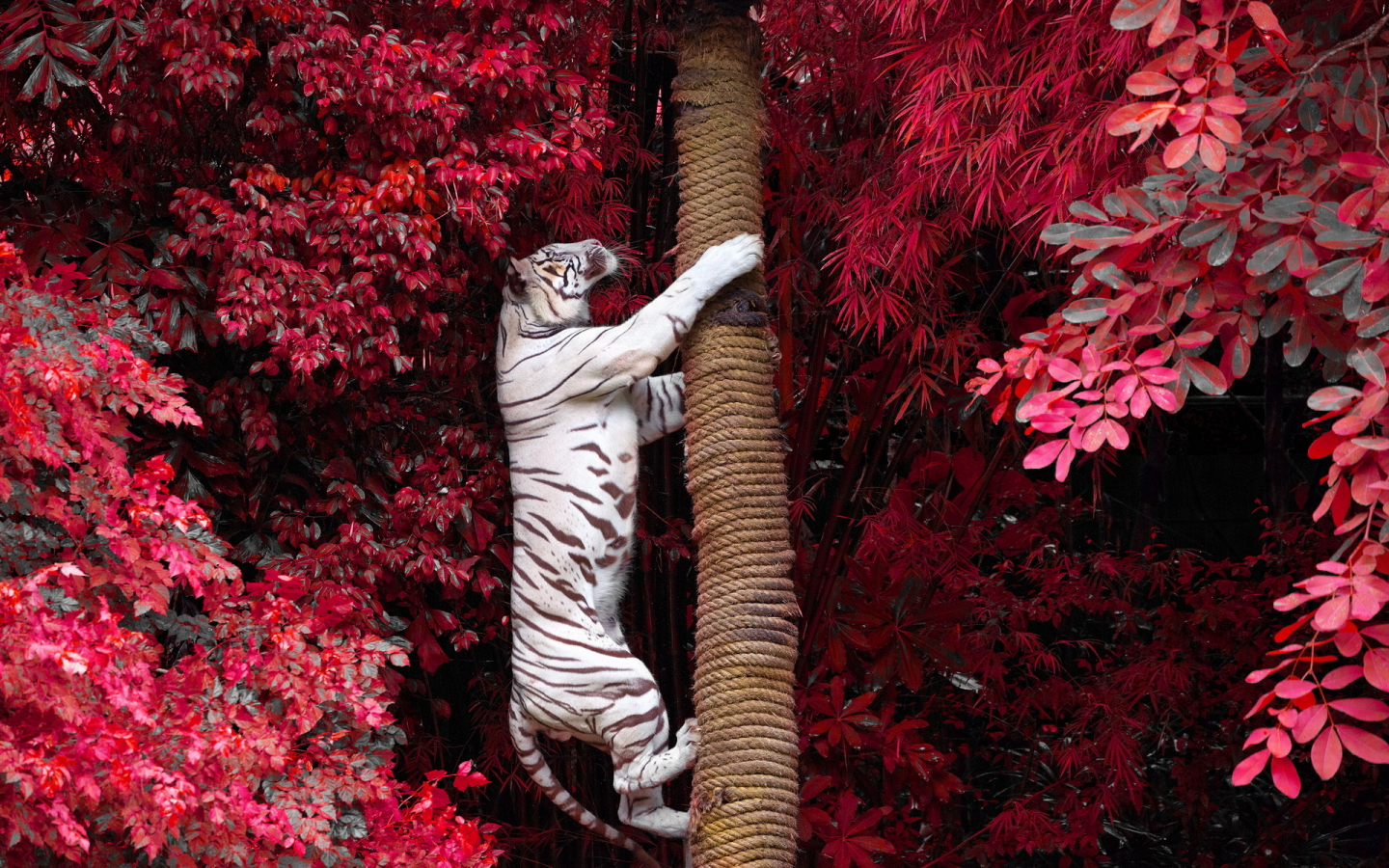 тигр, альбинос, лезет на дерево