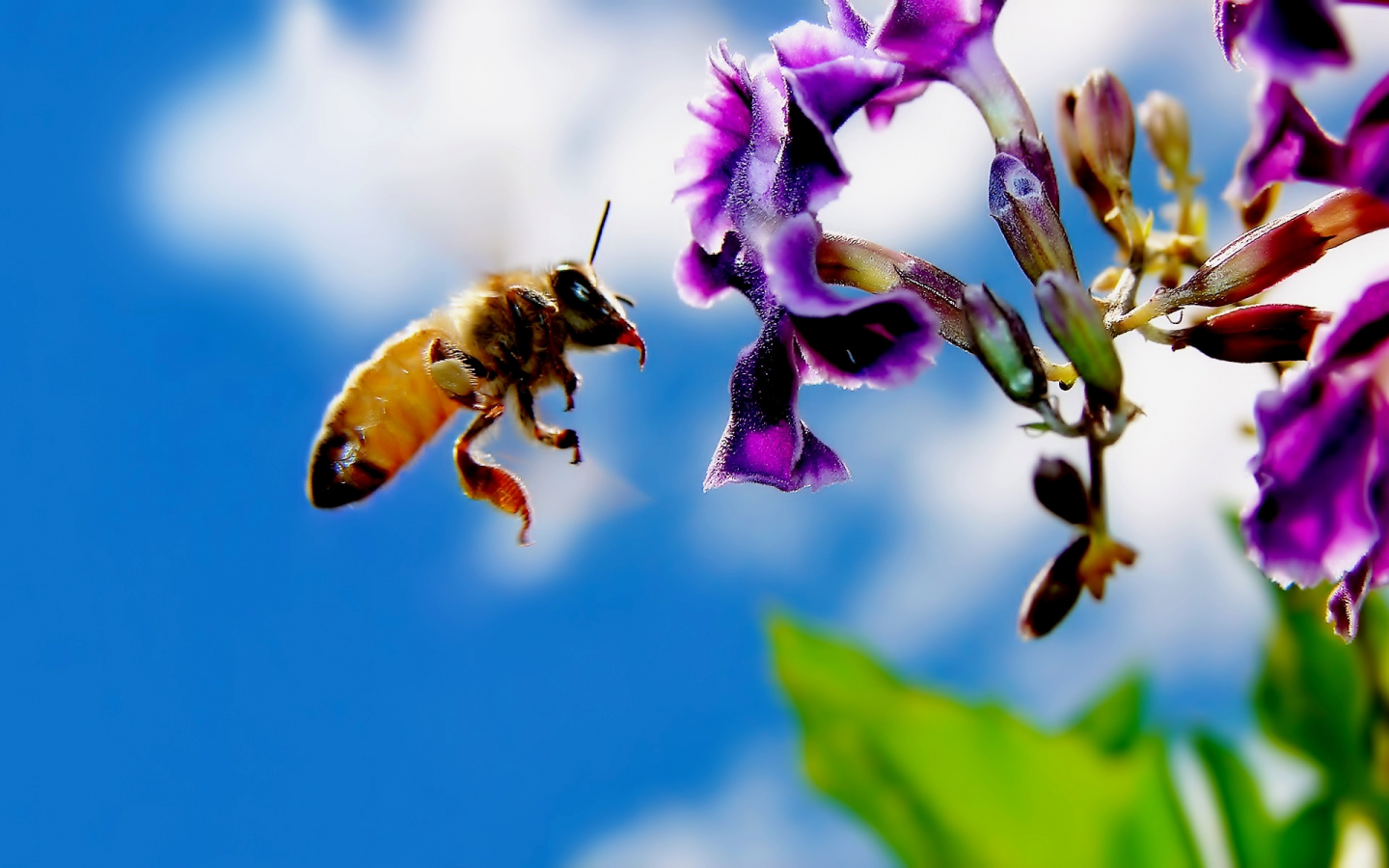 пчела, насекомое