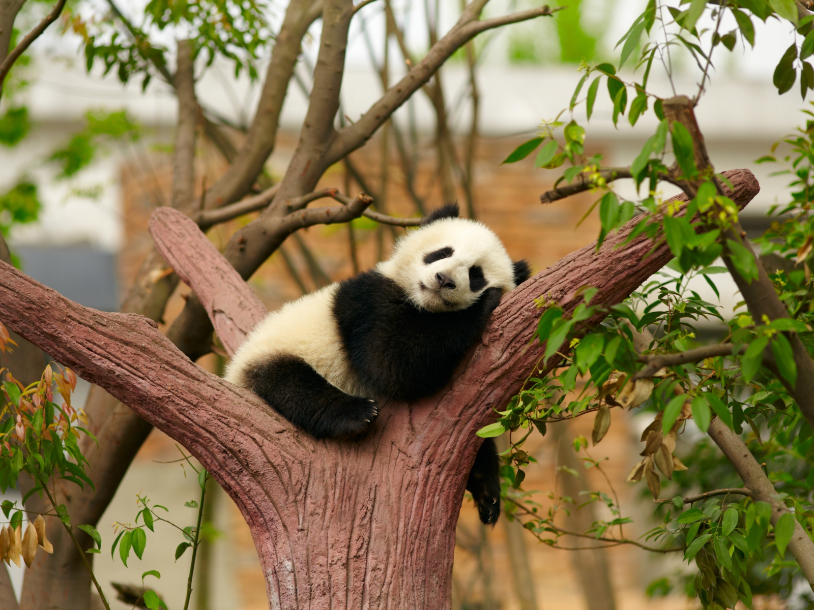 панда, животное, спит на дереве