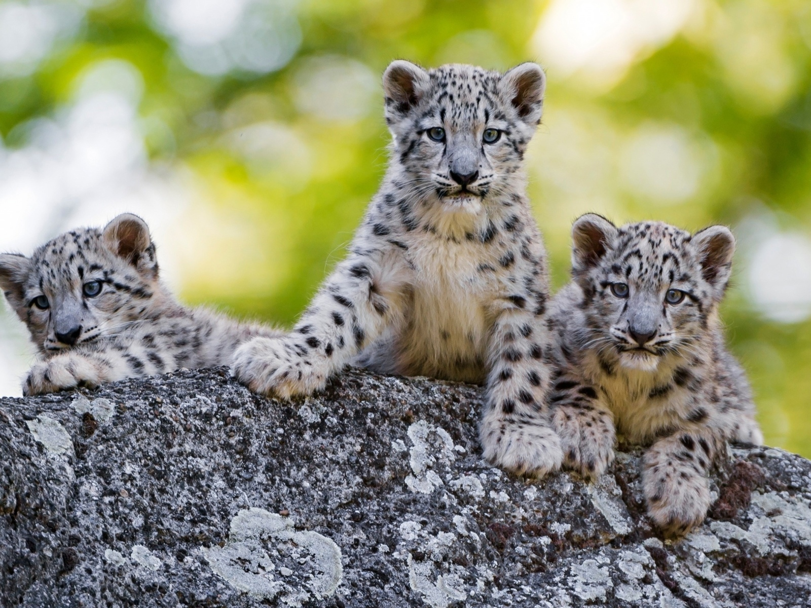 леопарды, детёныши