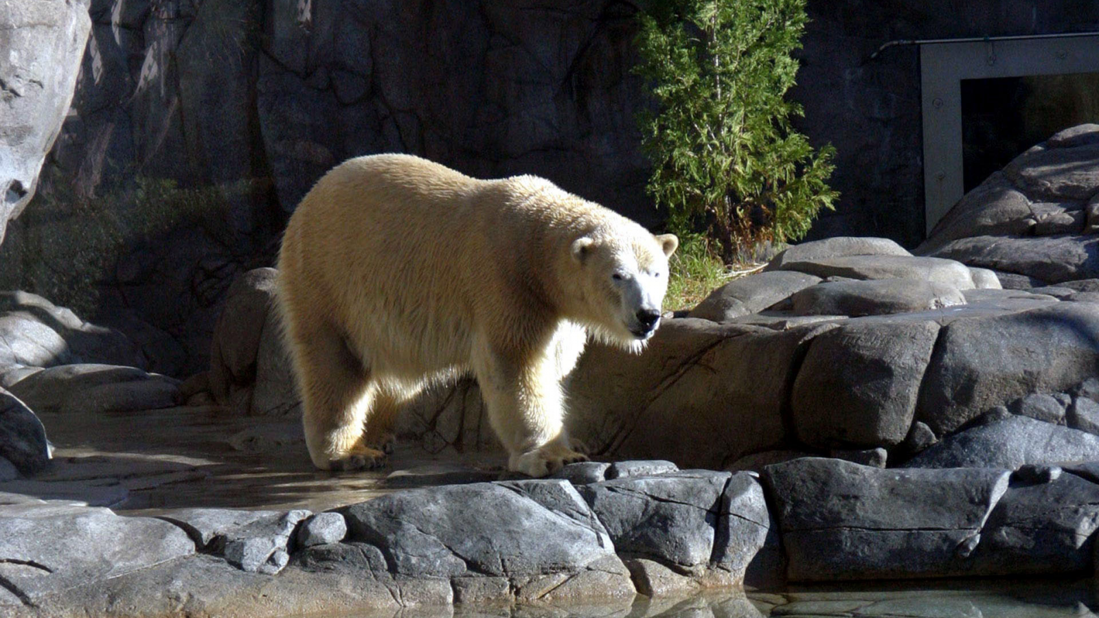 медведь, белый, в зоопарке