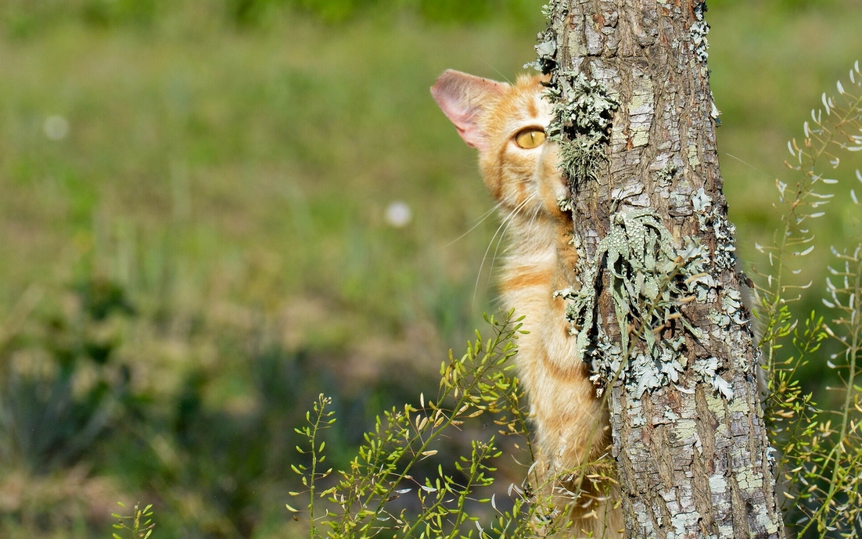 дерево, кот