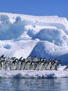 пингвины, океан, льдина