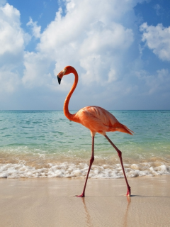 фламинго, океан, берег