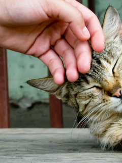 кот, животное, ласка