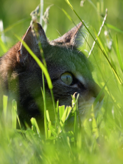 кот, в траве