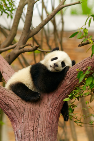 панда, животное, спит на дереве