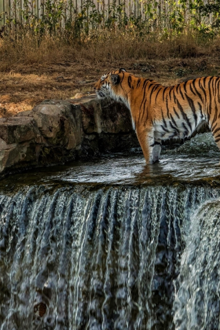 тигр, хищник, стоит в реке