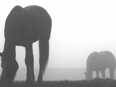 лошади, животные, туман