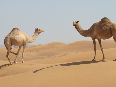 верблюды, пустыня