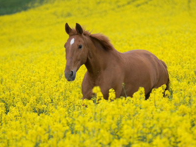 лошадь, животное, в поле