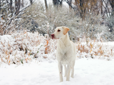 собака, животное, снег