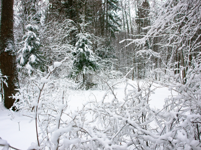 заснеженный лес, свежевыпавший снег