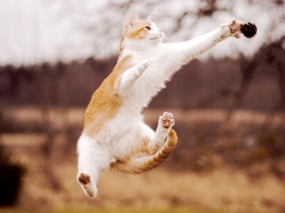 кот, прыжок