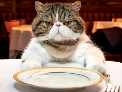 кот, взгляд, сидит перед тарелкой