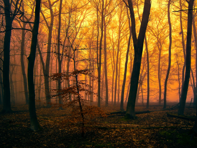 лес, осень, закат, заря
