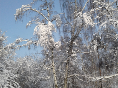 пейзаж, зима, парк