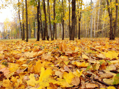 осень, жёлтые кленовые листья