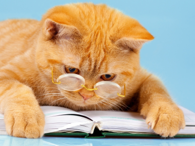 кот рыжий, в очках, читает