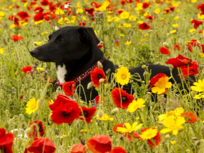 собака, животное, сидит в цветах