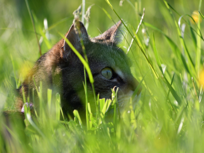 кот, в траве
