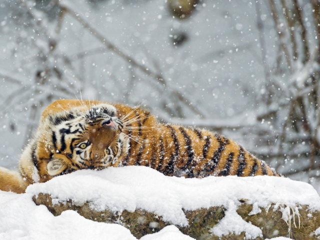 тигр, хищник, лежит на снегу