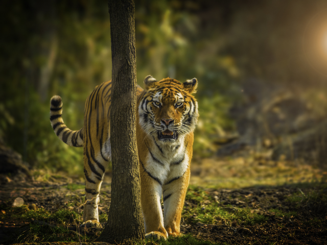 тигр, хищник, большая кошка, джунгли