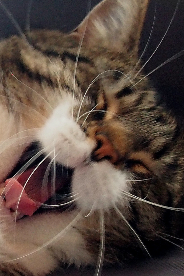кот, зевает
