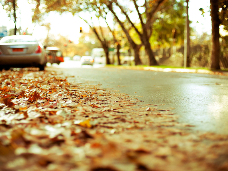 улица, деревья, автомобили, осень, листопад