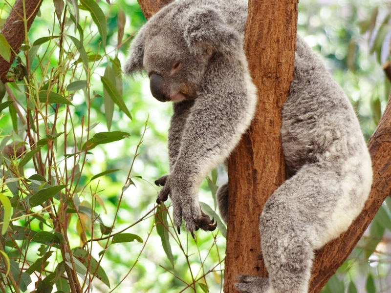 коала, спит на дереве