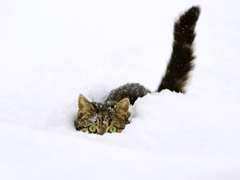 кот в снегу, зима