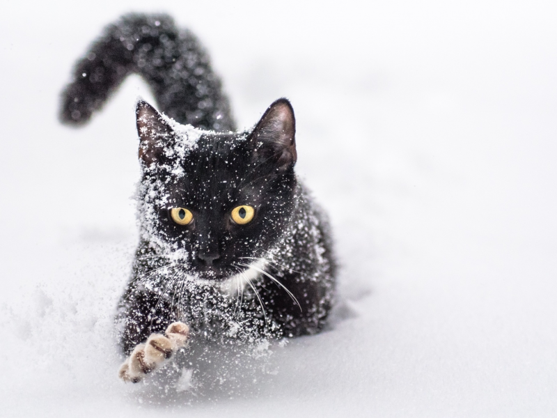 кот, взгляд, усы, снег