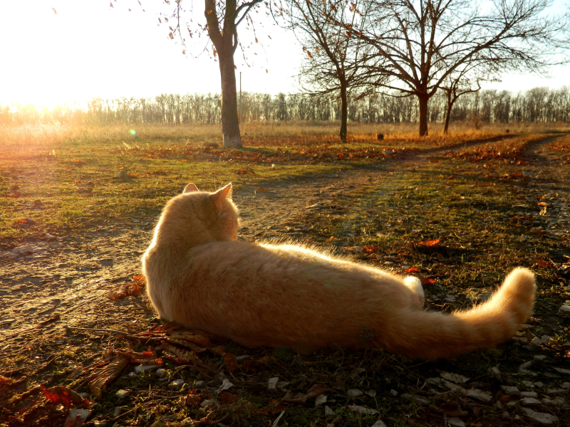 кот, животное, лежит на траве