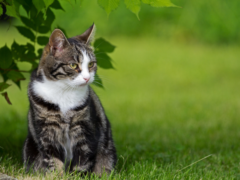 кот, взгляд, сидит на траве
