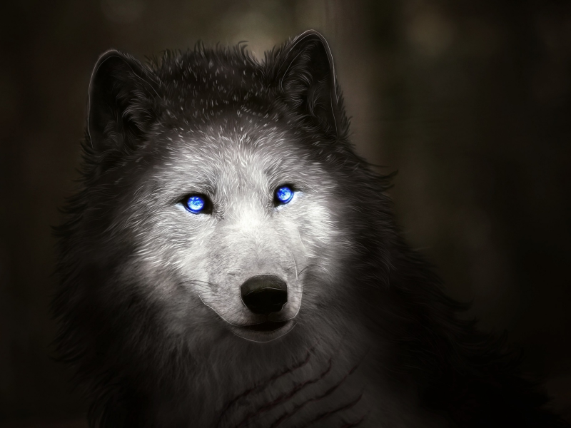 волк, глаза