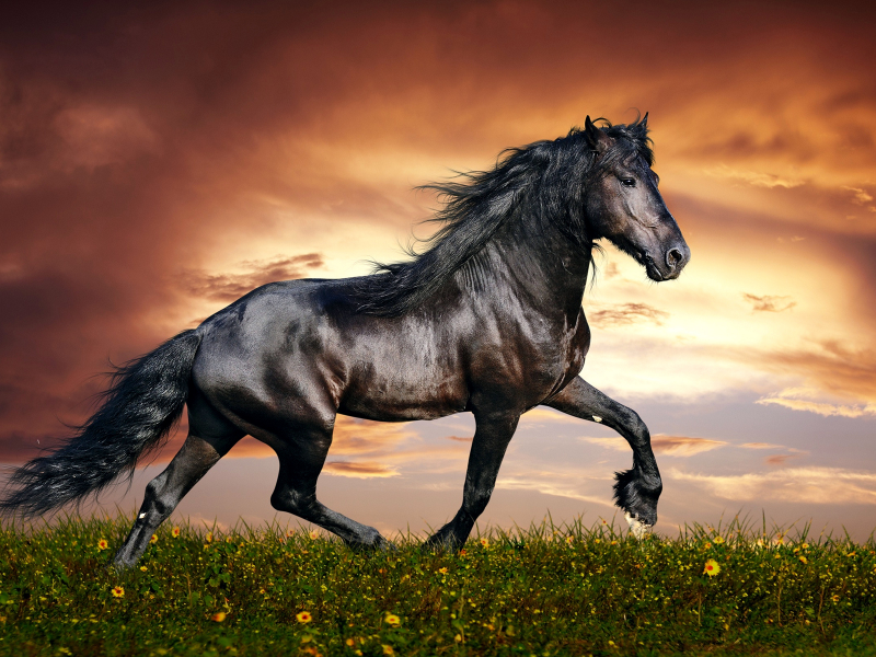 конь, животное, в поле